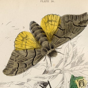 Puss Moth and Kentish Glory - Rare Hand-colored from &quot;The Naturalist&#39;s Library&quot; by Sir William Jardine Entomology / Moths 1840
