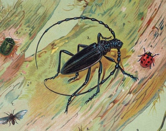 Insects - Beetle, Ladybug, ant, Wasp, Hornet, Bumblebee - Rare/Illustrierte Naturgeschichte der drei Reiche- Strässles 1888