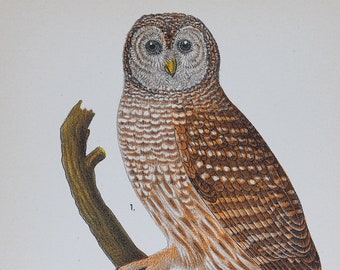 Barred owl and saw-whet owl - Print lithography from Report on the Birds of Pennsylvania by B.H.Warren 1890 - Original Plate