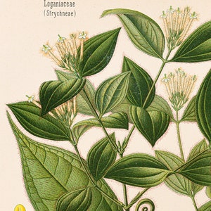 Bush Rope Plant 1887 Bush Rope and Devil Doer – Original Chromolithograph From Köhler’s ...
