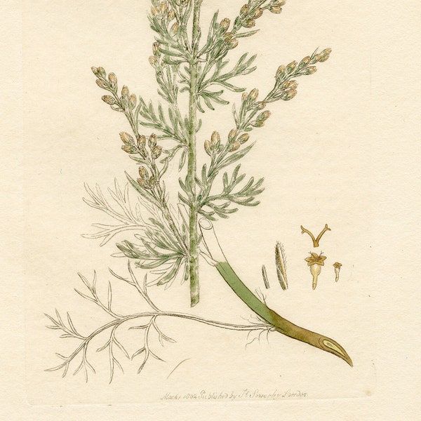 Wormwood, Artemisia maritima - Original print out of the book "English Botany of British Plants" 1803 / 200 Years Old!