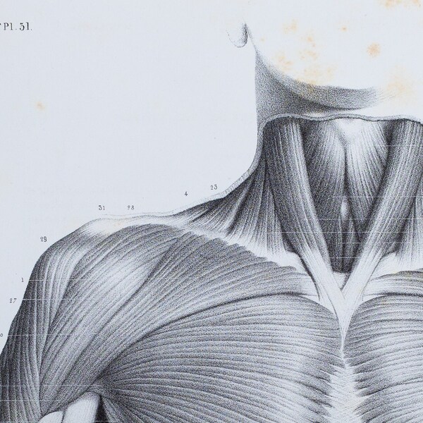 Trunk: Pectoralis Major Muscle - RARE ORIGINAL PRINT from Atlas d'Anatomie descriptive du corps humain C. Bonamy - Paris 1866