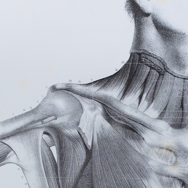 Trunk: Pectoralis Minor Muscle - RARE ORIGINAL PRINT from Atlas d'Anatomie descriptive du corps humain C. Bonamy - Paris 1866