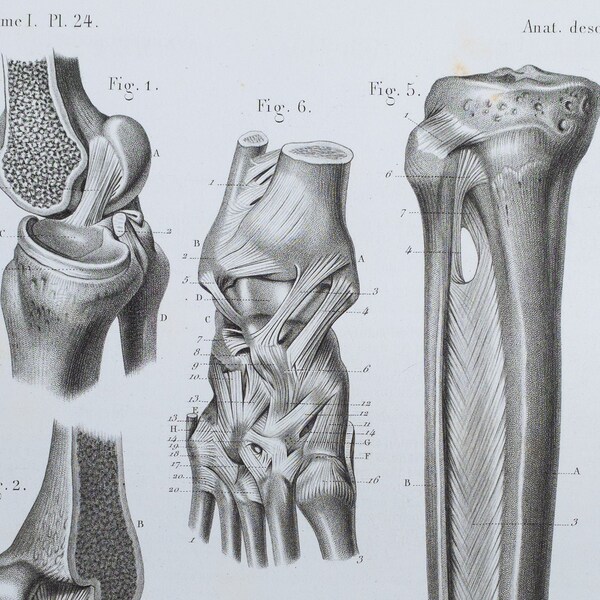 Leg Joints - RARE ORIGINAL PRINT from Atlas d'Anatomie descriptive du corps humain C. Bonamy - Paris 1866