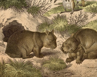 Wombats - VERY RARE - Original lithography out of "Das Buck der Welt" 1868