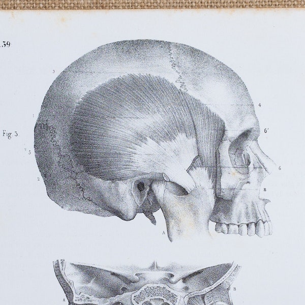 Temporo: Maxillary Muscles - RARE ORIGINAL PRINT from Atlas d'Anatomie descriptive du corps humain C. Bonamy - Paris 1866