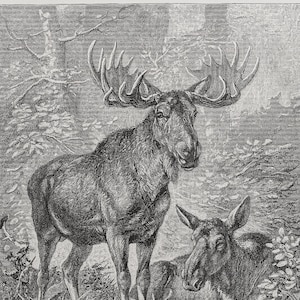 1898 Moose or Elk - Original lithography out of &quot;Animate Creation: Our Living World&quot; - Selmar Hess