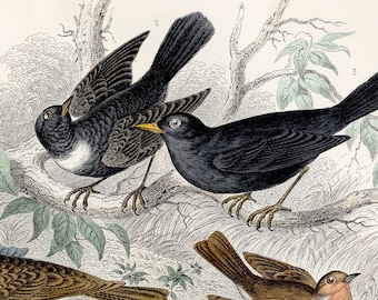 Grive musicienne, merle noir, alouette ciel, rouge-gorge - Original de « History of Animated Nature » O. Goldsmith 1872
