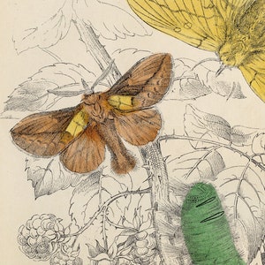 Drinker moth and Lappet Moth - Rare Hand-colored from &quot;The Naturalist&#39;s Library&quot; by Sir William Jardine Entomology / Moths 1840