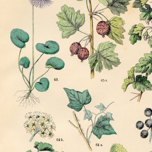 Alpine snowbell, english ivy, currante : Original plate from &quot;Pflanzen-Atlas, Hoffman 1883