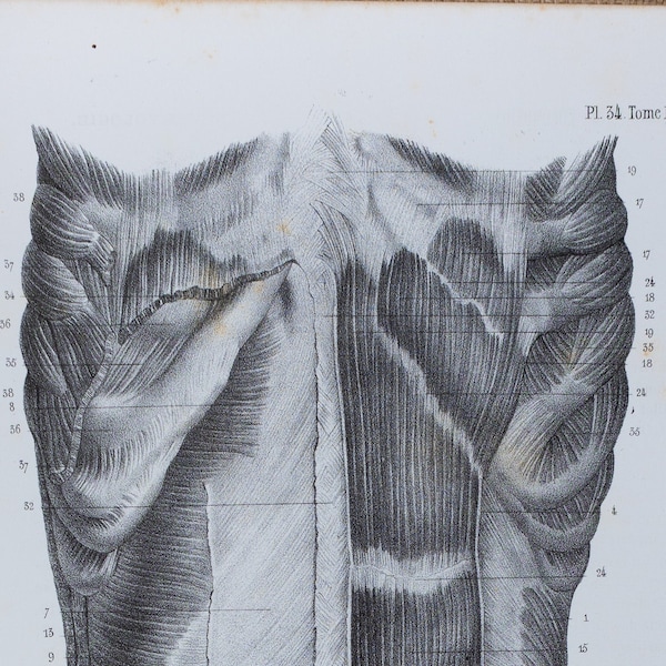 Internal Abdominal Oblique Muscle - RARE ORIGINAL PRINT from Atlas d'Anatomie descriptive du corps humain C. Bonamy - Paris 1866