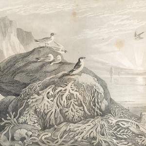 Very Rare - Marine algae - Original Print out of &quot;A History of the Vegetable Kingdom&quot; 1862 William Rhind