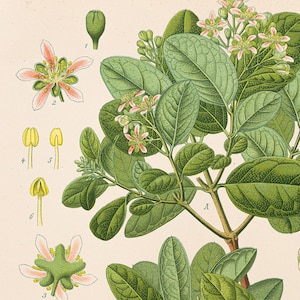 Boldo immergrüner Strauch - Sehr selten - Exquisiter Original Druck aus &quot;&quot;Köhler&#39;s Heilpflanzen&quot;&quot; 1887.&quot;