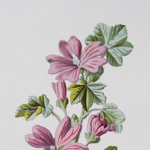 Common Mallow  - Rare/Original botanical lithograph color print 1880