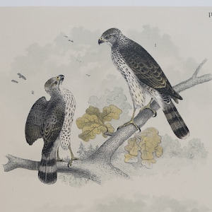 May include: A vintage illustration of two hawks perched on a branch and two ducks swimming in a lake. The illustration is in a muted color palette with brown, gray, and yellow tones. The text "PL. LVIII" is printed in the upper right corner of the image.