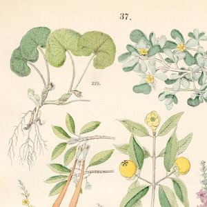 Könnte beinhalten: Eine Vintage-botanische Illustration mit sieben verschiedenen Pflanzen. Die Pflanzen sind detailliert dargestellt, mit ihren Blättern, Blüten und Früchten in verschiedenen Grüntönen, Gelb, Rosa und Weiß. Die Illustration ist mit Nummern und Namen beschriftet, was sie zu einer wertvollen Ressource für die Pflanzenbestimmung macht.