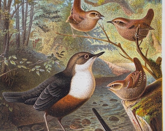 Wagtail rattler wren birds - Original Print Chromolithograph out of the book "Die Vögel" Alfred Brehm 1892.