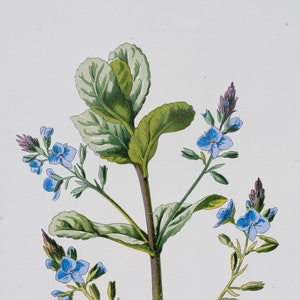 Brooklime - Rare/Original botanical lithograph color print 1880