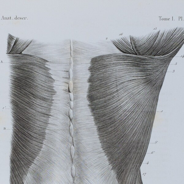 Posterior Trunk Muscle - First Layer - RARE ORIGINAL PRINT from Atlas d'Anatomie descriptive du corps humain C. Bonamy - Paris 1866