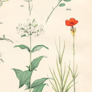 Venus fly trap, lignum vitae, cartusian pink, baby’s-breath, soapwort, yellow saxifrage: Original plate from &quot;Pflanzen-Atlas, Hoffman 1883