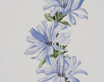 Succory plant - Rare/Original botanical lithograph color print 1880