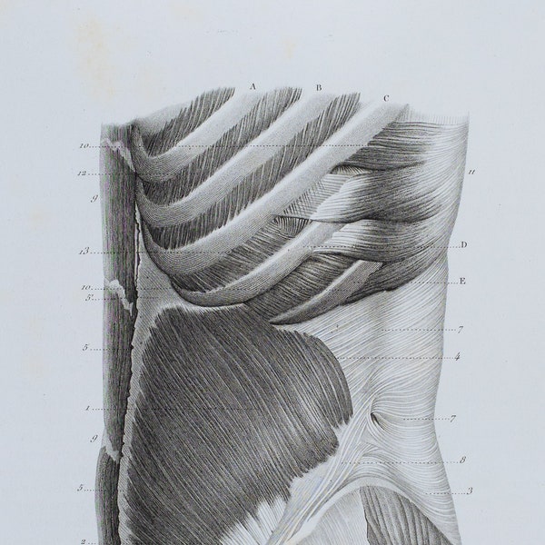 Lesser Oblique Abdominal Muscle - RARE ORIGINAL PRINT from Atlas d'Anatomie descriptive du corps humain C. Bonamy - Paris 1866