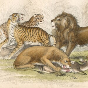 May include: A vintage print showing a lion, lioness, tiger, leopard, and jaguar in a natural habitat. The illustration is hand-coloured and detailed. Text at the bottom identifies the animals. The print has a classic, illustrative style.