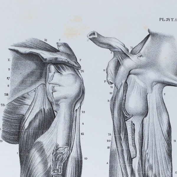 Internal and External Arm Muscles - RARE ORIGINAL PRINT from Atlas d'Anatomie descriptive du corps humain C. Bonamy - Paris 1866