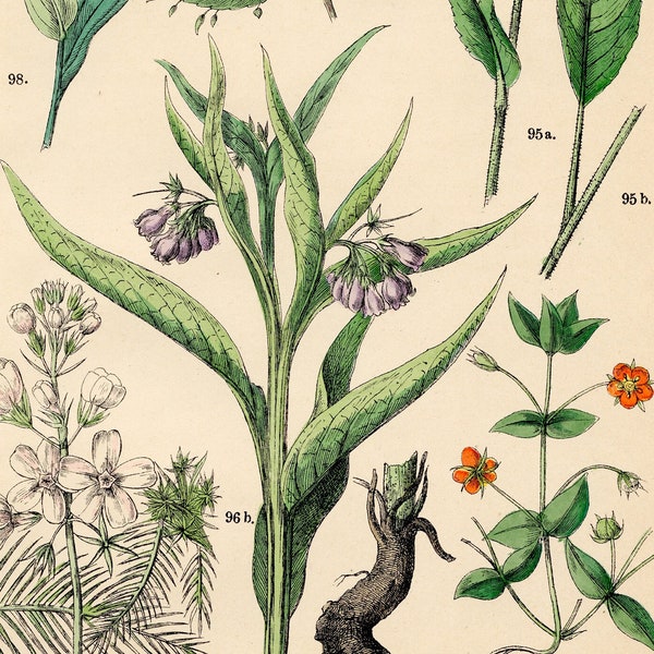 clustered bellflower, water violet, touch-me-not, houndstongue, scarlet pimpernel: Original plate from "Pflanzen-Atlas, Hoffman 1883