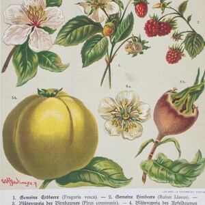 Cromolitografía de fresa, frambuesa, pera, manzana, membrillo y níspero - Rare/Illustrierte Naturgeschichte der drei Reiche- Strässles 1888