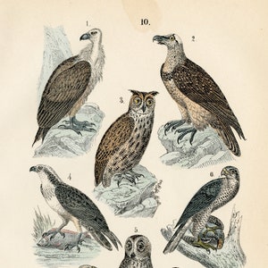 Birds - Rare/Original from Martin&#39;s Naturgeschichte lithograph 1872