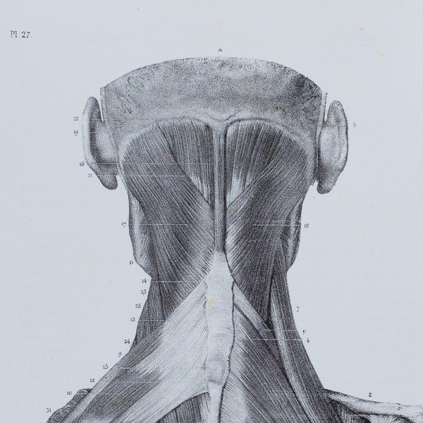 Posterior Trunk Muscle - Second Layer - RARE ORIGINAL PRINT from Atlas d'Anatomie descriptive du corps humain C. Bonamy - Paris 1866