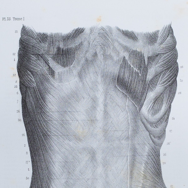 External Abdominal Oblique Muscle - RARE ORIGINAL PRINT from Atlas d'Anatomie descriptive du corps humain C. Bonamy - Paris 1866