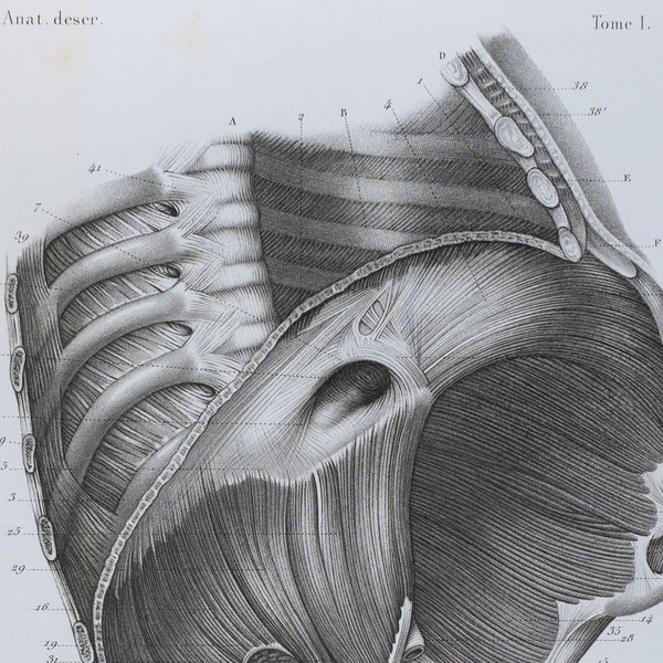 Internal Side of the Diaphragm Muscle - RARE ORIGINAL PRINT from Atlas d'Anatomie descriptive du corps humain C. Bonamy - Paris 1866