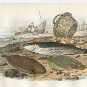 The mullet, The sole, The flounder - hand-colored HARD TO FIND plate from &quot;Histoire de Lacepede&quot; Vol 2 - 1847