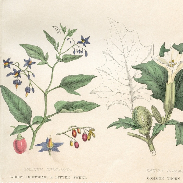 1862 Original Botanical Print showing Vegetable Poisons: Wolf Bane, Nightshade, Bitter Sweet, Thorn Apple