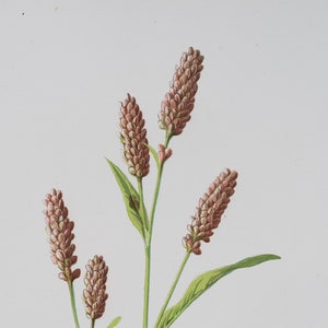 Persicaria rosada - Litografía botánica original y rara, impresión a color, 1880