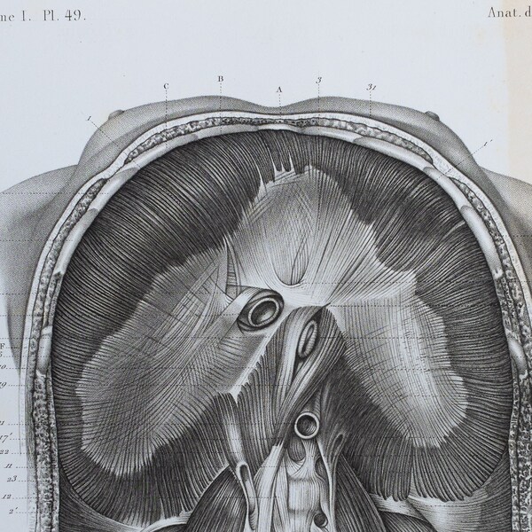 Diaphragm Muscle - RARE ORIGINAL PRINT from Atlas d'Anatomie descriptive du corps humain C. Bonamy - Paris 1866