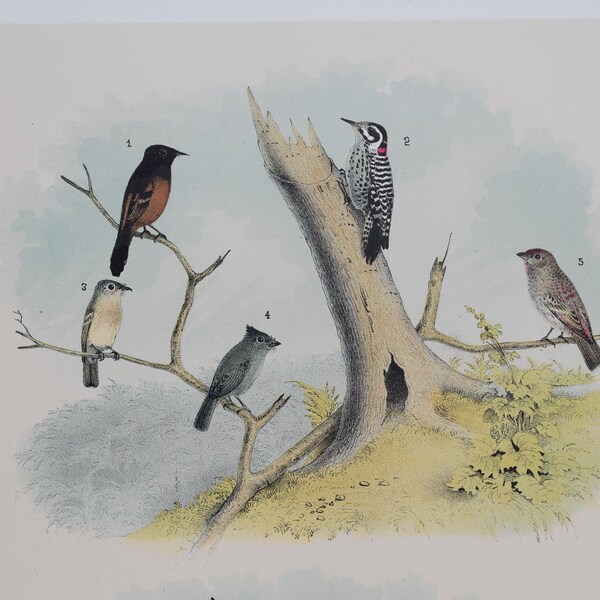 1878 Texas Oriole and Woodpecker, Linnet, Calliope Hummingbird, Titmouse  - Original Chromolithograph - Big real lithograph 145 years old!