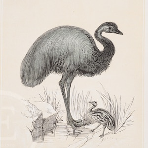Emu and chick - Rare Original from  &quot;History of Animated Nature&quot; Oliver Goldsmith 1872