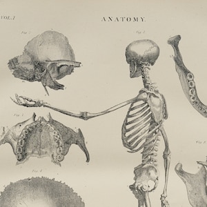 Human Anatomy - RARE ORIGINAL PRINT from Encyclopedia Britannica 1878