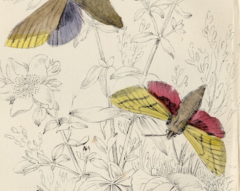Elephant hawk moth and caterpillar - Rare Hand-colored from "The Naturalist's Library" by Jardine Entomology / Moths 1840