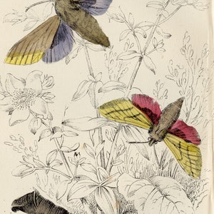 Elefantenschwärmer und Raupe - Seltene Handkolorierte aus &quot;The Naturalist&#39;sLibrary&quot; von Jardine Entomology/Moths 1840