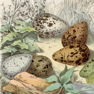 Lapwing eggs: eurasian curlew, plover, common ringed-plover, red wattled lapwing, peewit - Rare plate 1863- Hand colored original,old Print