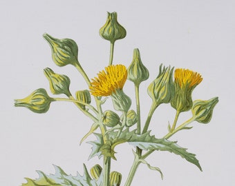 Sowthistle  - Rare/Original botanical lithograph color print 1880