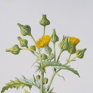 Sowthistle  - Rare/Original botanical lithograph color print 1880