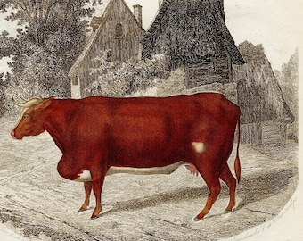 1855 Race Devon Cow - Original Litho from "Histoire Naturelle Des Mammiferes" Paul Gervais HAND COLORED!