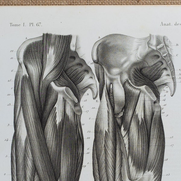 Anterior Femoral: Tensor Fascia Lata Muscle - RARE ORIGINAL PRINT from Atlas d'Anatomie descriptive du corps humain C. Bonamy - Paris 1866