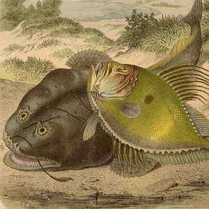 Petrale sole fisf  - VERY RARE - Original lithography out of &quot;Das Buck der Welt&quot; 1868
