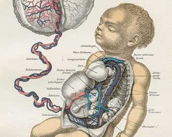 The Child's Links With Its Mother anatomy - RARE ORIGINAL PRINT from the book "The Human Being" 1894